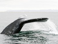 Eschrichtius robustus, 11, Grijze walvis, Saxifraga-Bart Vastenhouw