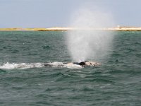 Eschrichtius robustus, 2, Grijze walvis, Saxifraga-Bart Vastenhouw