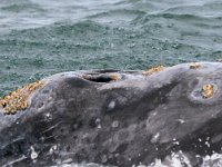 Eschrichtius robustus, 3, Grijze walvis, Saxifraga-Bart Vastenhouw