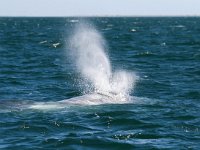 Eschrichtius robustus, 5, Grijze walvis, Saxifraga-Bart Vastenhouw