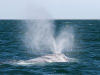 Eschrichtius robustus, 6, Grijze walvis, Saxifraga-Bart Vastenhouw