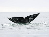 Eschrichtius robustus, 8, Grijze walvis, Saxifraga-Bart Vastenhouw