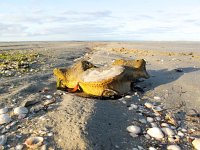 Eschrichtius robustus, 9, Grijze walvis, Saxifraga-Bart Vastenhouw