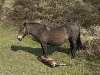 Exmoorpony