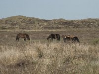 Exmoorpony 2, Saxifraga-Willem van Kruijsbergen