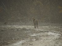 Felis chaus 1, Moeraskat, Saxifraga-Rob Felix : Animalia, Carnivora, Chordata, Mammalia, animal, carnivore, dier, dieren, gewervelde dieren, mammal, roofdier, roofdieren, vertebraat, vertebrate, zoogdier, zoogdieren