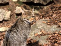 Felis silvestris 1, Wilde kat, Saxifraga-Henk Sierdsema