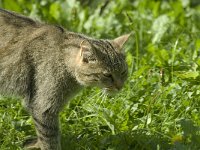 Felis silvestris 10, Wilde kat, Saxifraga-Jan van der Straaten