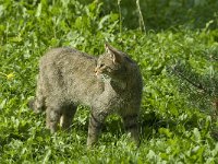 Felis silvestris 11, Wilde kat, Saxifraga-Jan van der Straaten