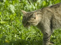 Felis silvestris 12, Wilde kat, Saxifraga-Jan van der Straaten