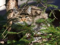 Felis silvestris 17, Wilde kat, Saxifraga-Bart Vastenhouw