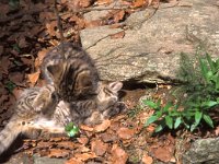 Felis silvestris 2, Wilde kat, Saxifraga-Henk Sierdsema