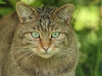 Felis silvestris 21, Wilde kat, Saxifraga-Mark Zekhuis