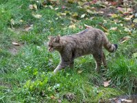 Felis silvestris 23, Wilde kat, Saxifraga-Luc Hoogenstein