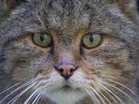 Felis silvestris 26, Wilde kat, Saxifraga-Luc Hoogenstein