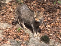 Felis silvestris 3, Wilde kat, Saxifraga-Henk Sierdsema