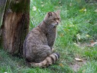 Felis silvestris 30, Wilde kat, Saxifraga-Luc Hoogenstein