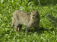 Felis silvestris 6, Wilde kat, Saxifraga-Jan van der Straaten