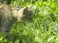 Felis silvestris 9, Wilde kat, Saxifraga-Jan van der Straaten