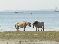 Fjord horse 1, Fjordenpaard, Saxifraga-Hans Dekker