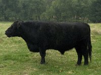 Galloway cattle 2, male, Saxifraga-Jan van der Straaten