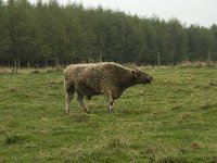 Galloway cattle 3, male, Saxifraga-Jan van der Straaten