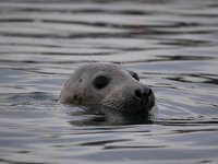 Halichoerus grypus 208, Grijze Zeehond, Saxifraga-Tom Heijnen