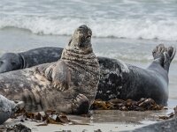 Halichoerus grypus 217, Grijze zeehond, adult, Düne (D), Saxifraga-Theo Verstrael