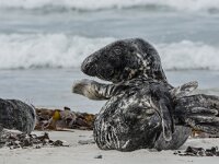 Halichoerus grypus 219, Grijze zeehond, adult, Düne (D), Saxifraga-Theo Verstrael
