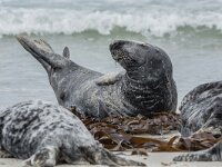 Halichoerus grypus 220, Grijze zeehond, adult, Düne (D), Saxifraga-Theo Verstrael
