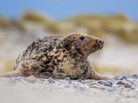 Female Grey seal on Helgoland  Female Grey seal (Halichoerus grypus) on beach with dunes in background looking to side on Helgoland island : adult, america, animal, atlantic, beach, beautiful, britain, british, coast, coastal, cold, conservation, cute, farne, female, fur, germany, gray, grey, grypus, halichoerus, helgoland, island, isolated, kelp, landscape, male, mammal, marine, marram, natural, nature, nook, north, nose, one, pinniped, resting, sand, sea, seal, shore, shoreline, species, survival, uk, water, wave, wild, wildlife
