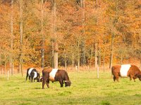 Lakenvelder  Lakenvelders op het Landgoed Staverden