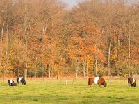 Lakenvelder  Lakenvelders op het Landgoed Staverden