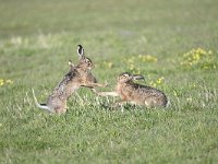 Lepus europaeus 101, Haas, Saxifraga-Luuk Vermeer