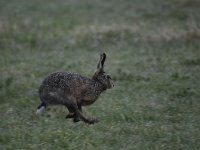 Lepus europaeus 104, Haas, Saxifraga-Luuk Vermeer