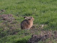 Lepus europaeus 111, Haas, Saxifraga-Luuk Vermeer