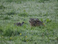 Lepus europaeus 115, Haas, Saxifraga-Luuk Vermeer