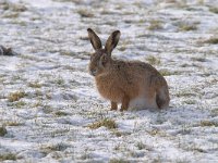 Lepus europaeus 121, Haas, Saxifraga-Luuk Vermeer