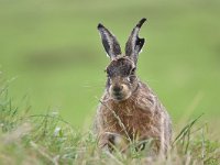 Lepus europaeus 125, Haas, Saxifraga-Luuk Vermeer