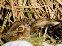 Lepus europaeus 13, Haas, Saxifraga-Jan Nijendijk