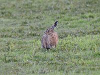 Lepus europaeus 130, Haas, Saxifraga-Luuk Vermeer