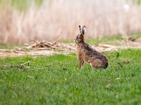 Lepus europaeus 136, Haas, Saxifraga-Bart Vastenhouw