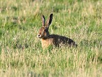 Lepus europaeus 139, Haas, Saxifraga-Bart Vastenhouw