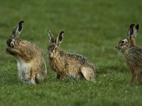 Lepus europaeus 16, Haas, display, Saxifraga-Piet Munsterman