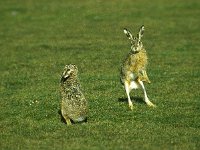 Lepus europaeus 18, Haas, display, Saxifraga-Piet Munsterman