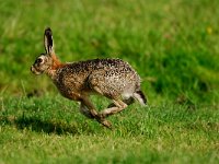 Lepus europaeus 22, Haas, Saxifraga-Piet Munsterman