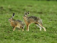 Lepus europaeus 23, Haas, Saxifraga-Piet Munsterman