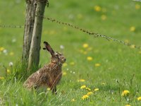 Lepus europaeus 25, Haas, Saxifraga-Mark Zekhuis