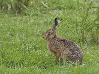 Lepus europaeus 29, Haas, Saxifraga-Mark Zekhuis