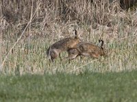 Lepus europaeus 3, Haas, Saxifraga-Willem Jan Hoeffnagel